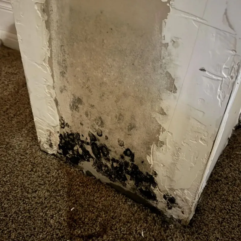 Professional Mold Removal in Chamberlain, SD